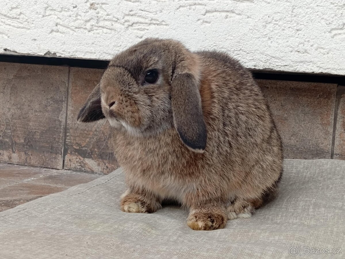 Volná samička - Anglický Zakrslý Beránek MiniLop🍑 - 3