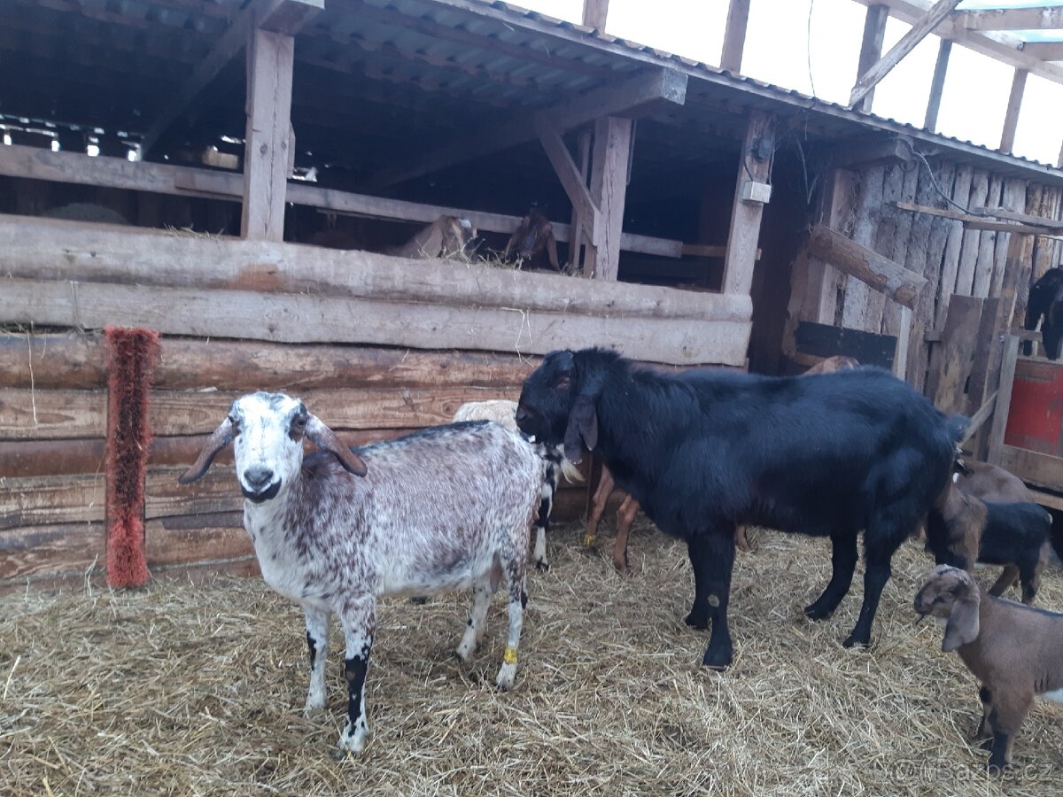 Prodám plemenného AN kozla Maria - 3