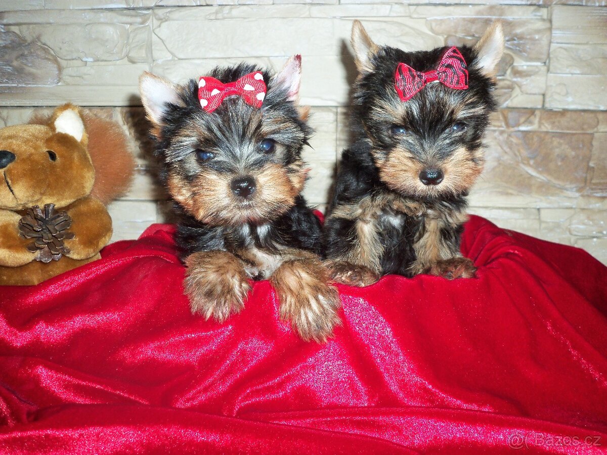 Jorkšírský teriér -mini - 3