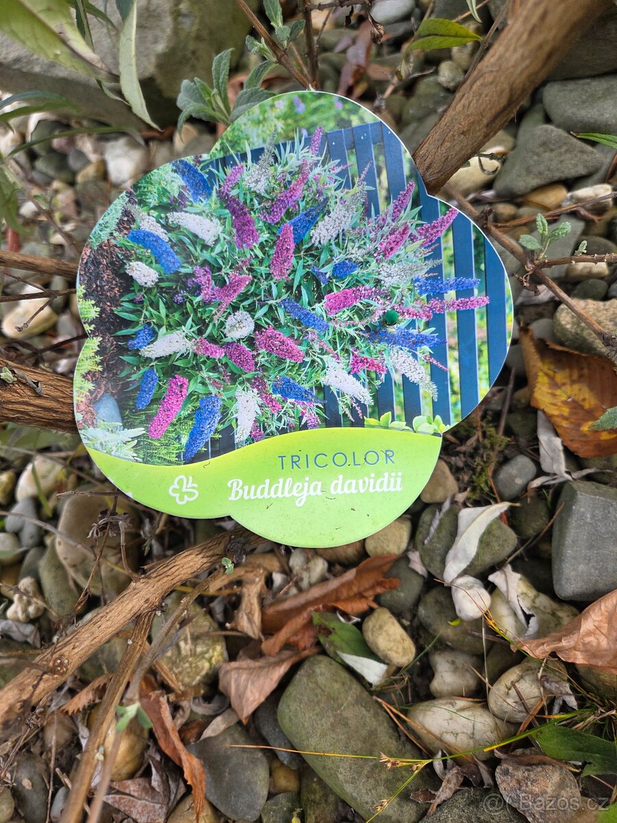 Komule davidova - motýlí keř - 3