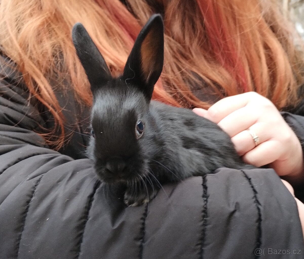 Prodám mladé králíčky - 3