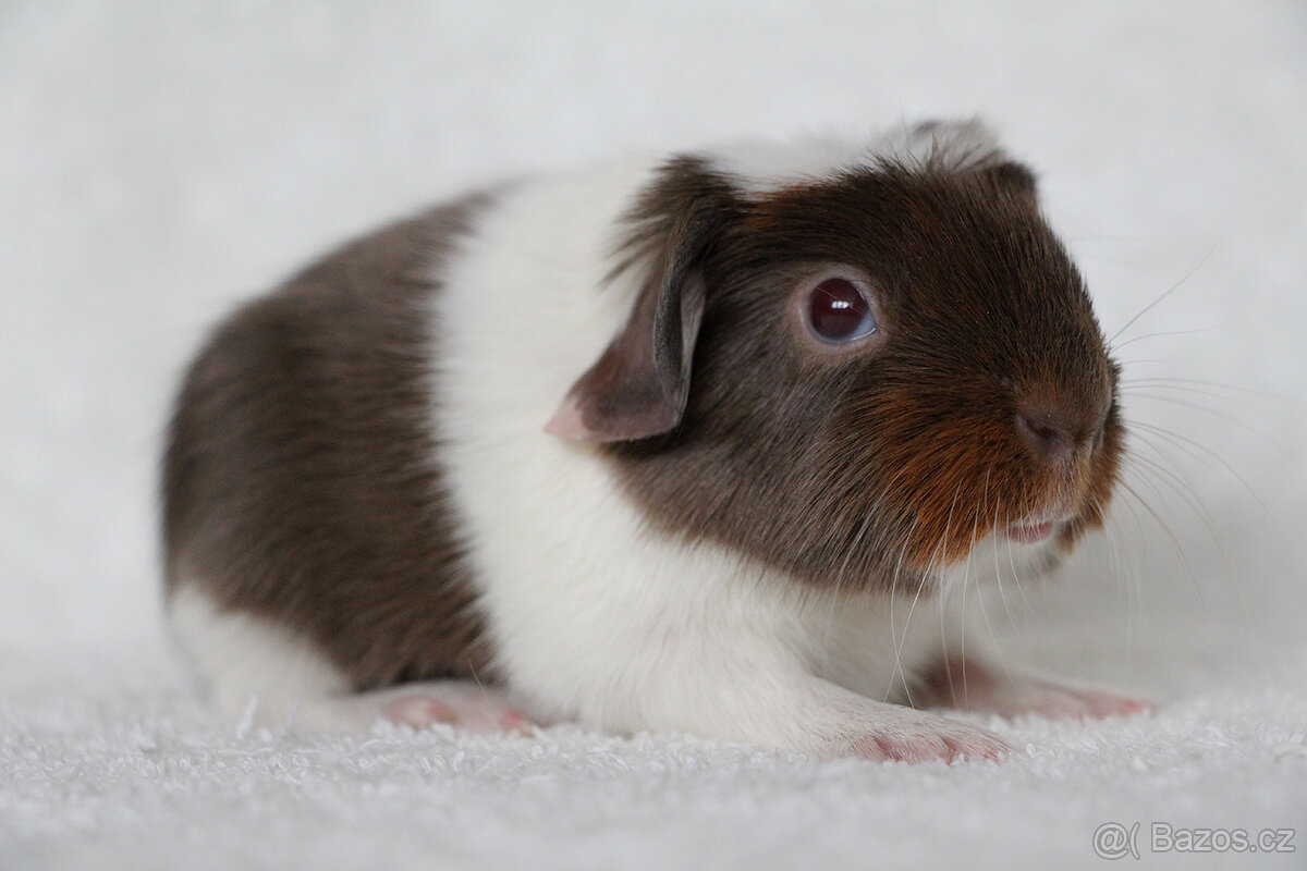 Morče, morčata, morčátko s PP - krátkosrstá - 3