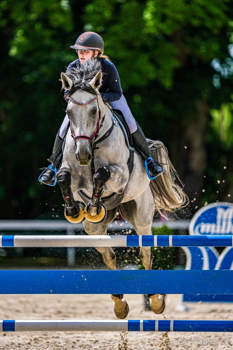 Prodej - Klisna LADY B - 3