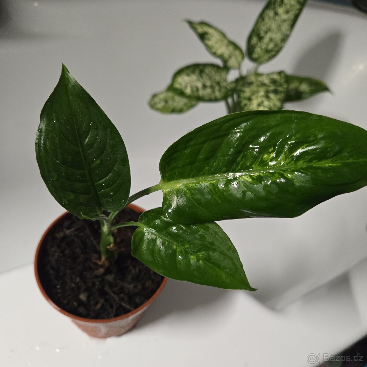 Difenbachie, sadička - 3