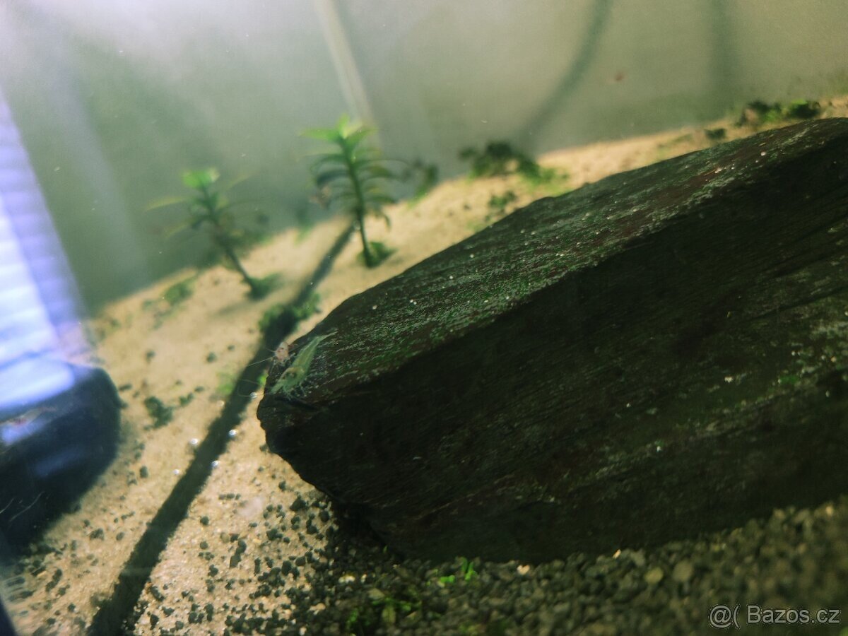 Krevetky Neocaridina - nedobarvené kusy - 3