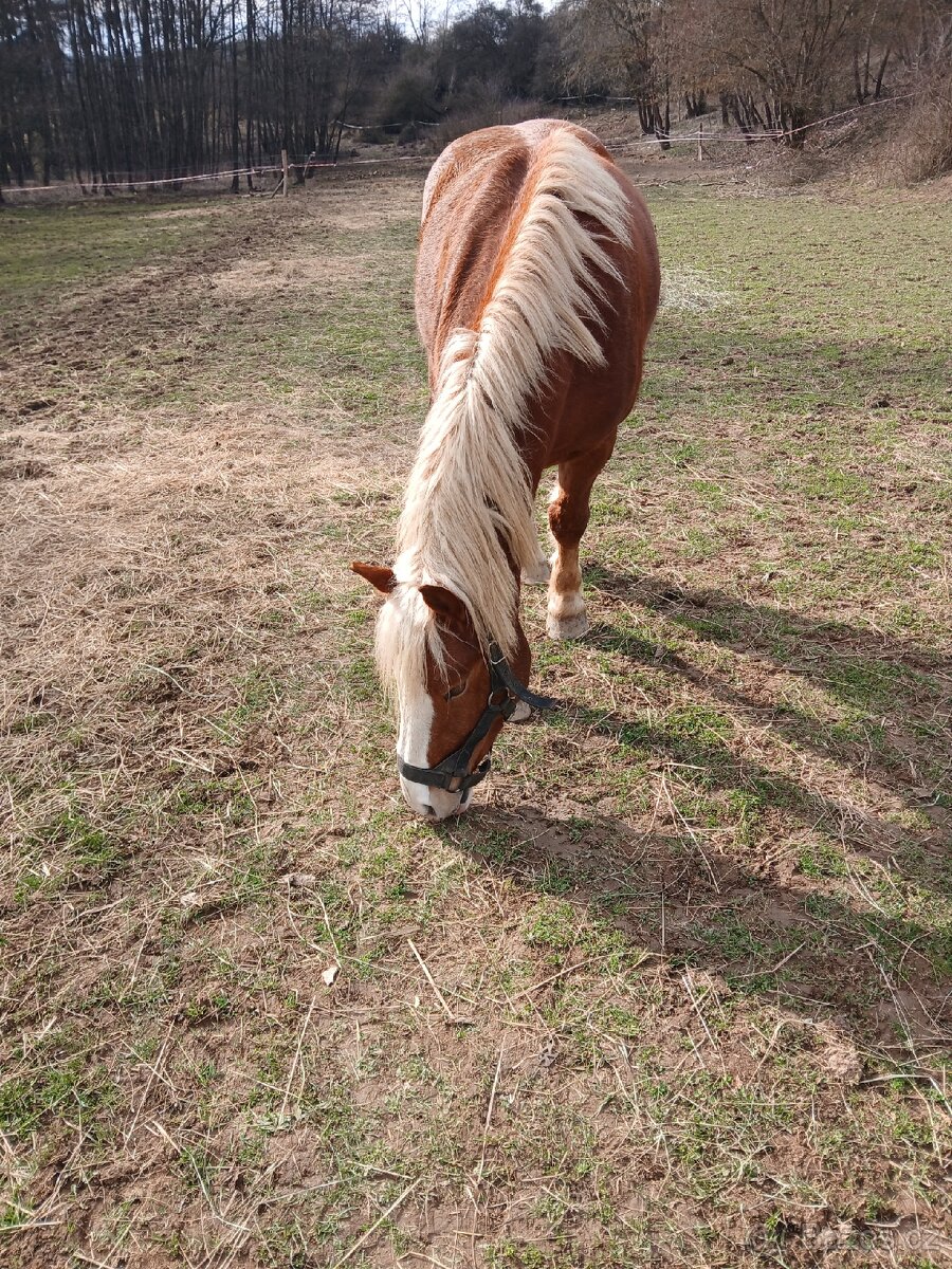 Prodej: Valach ČMB (nar. 2023) - 3