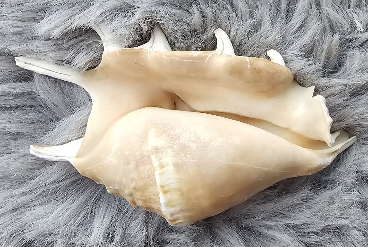 Mušle křídlatec (lambis) - 3