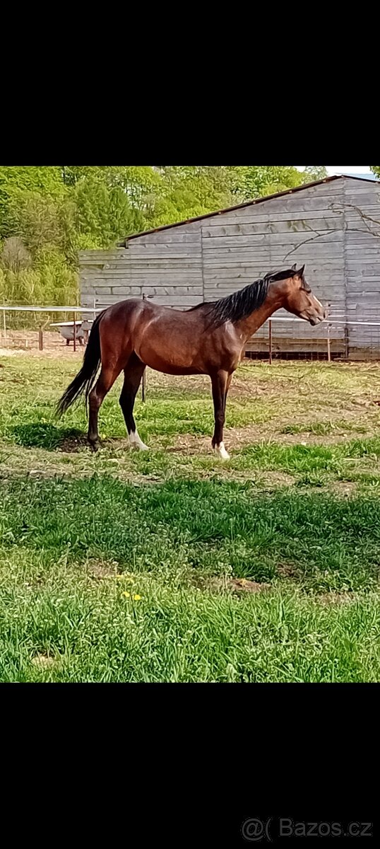Welsh pony B - 3