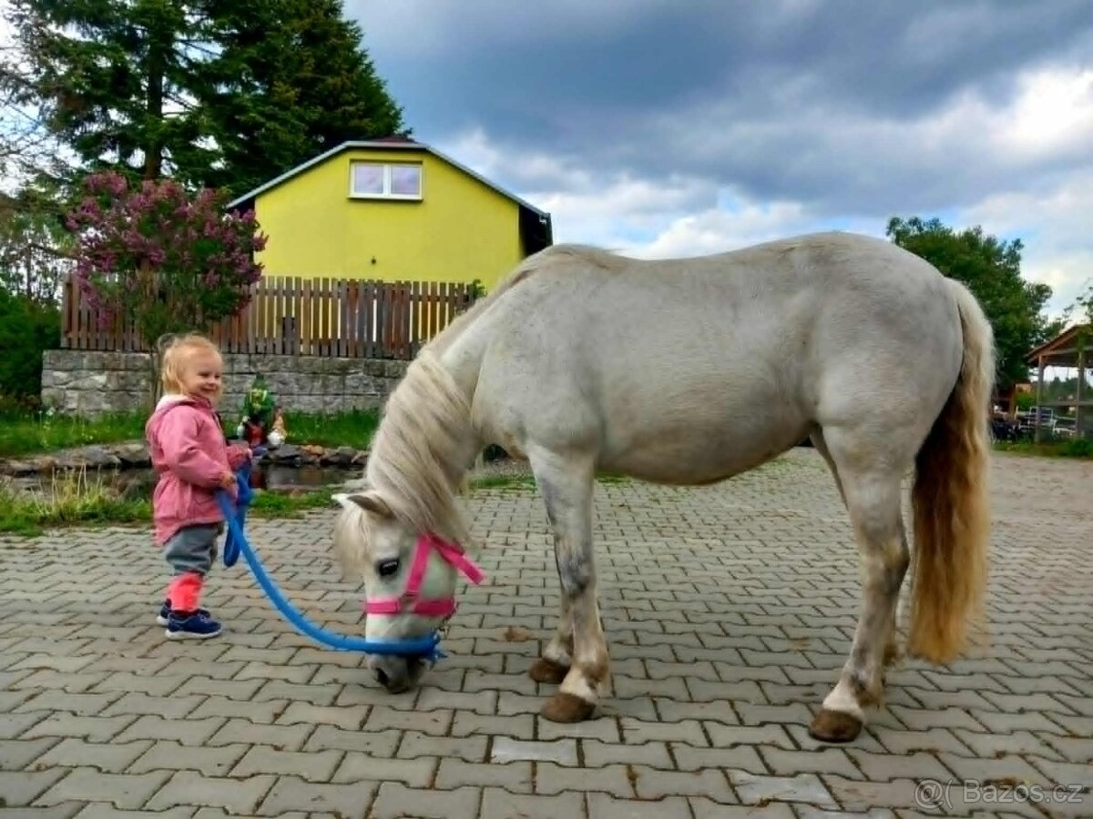 Bílá kobylka pony - 3