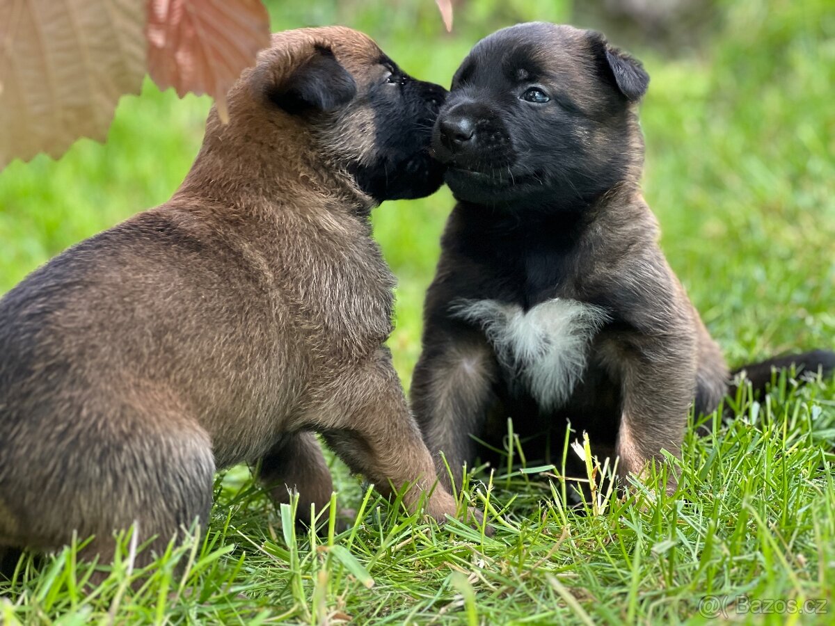 Belgický ovčák Malinois - 3