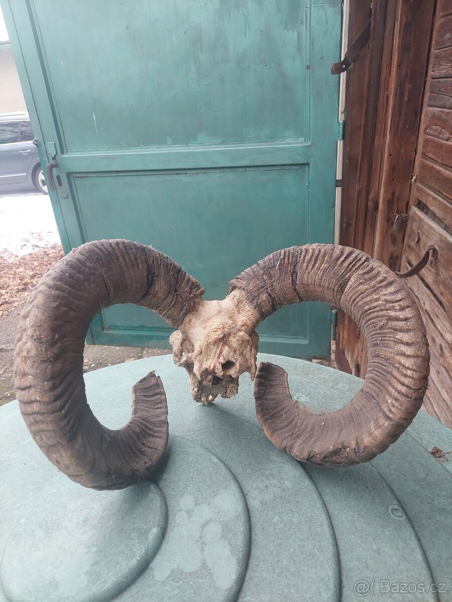 Muflon - 3
