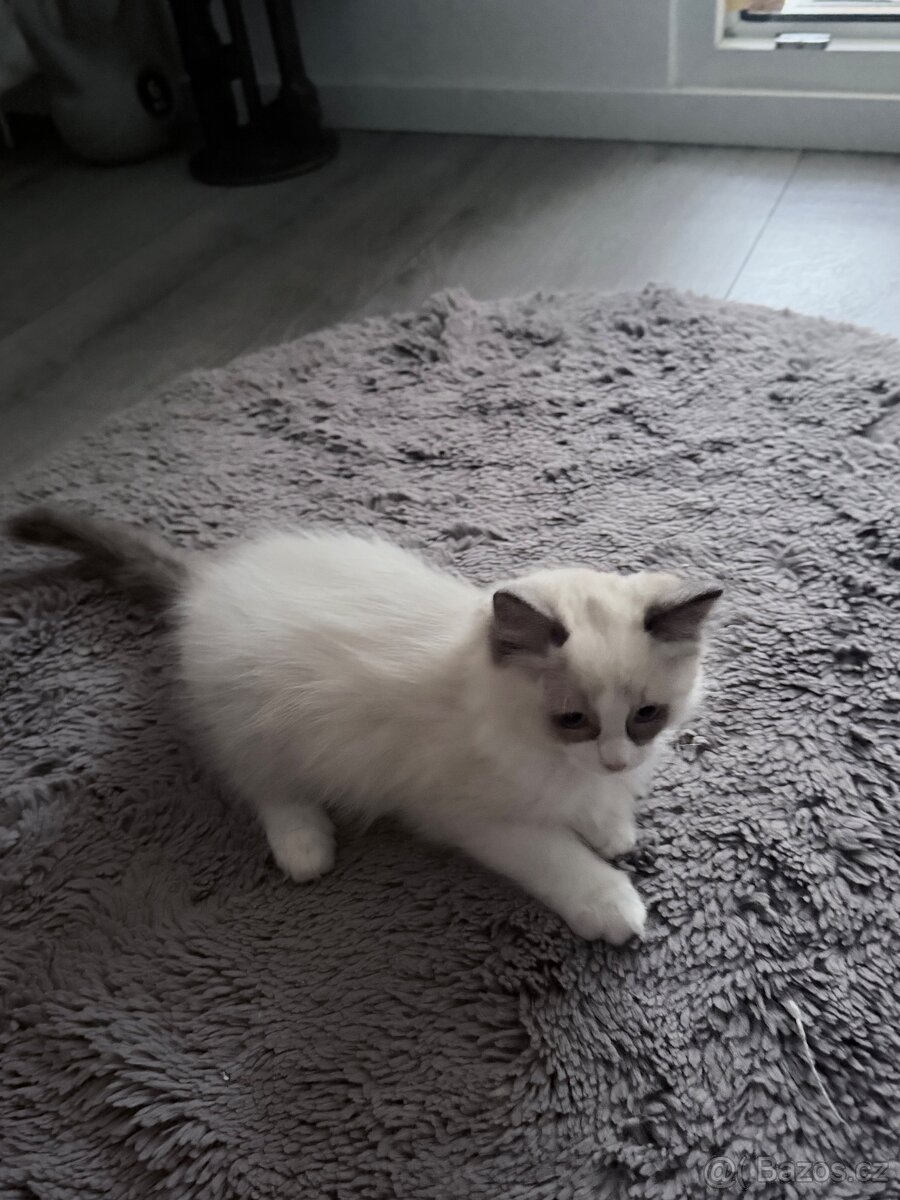 Ragdoll Kocourek - 3