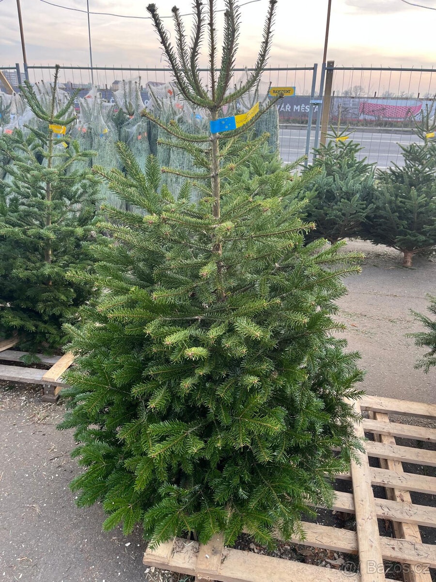 VÁNOČNÍ STROMKY - 3