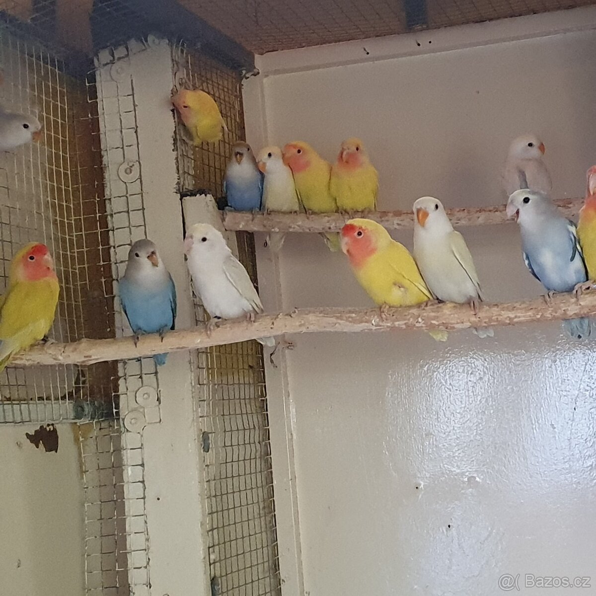 agapornis ruzohrdly - 3