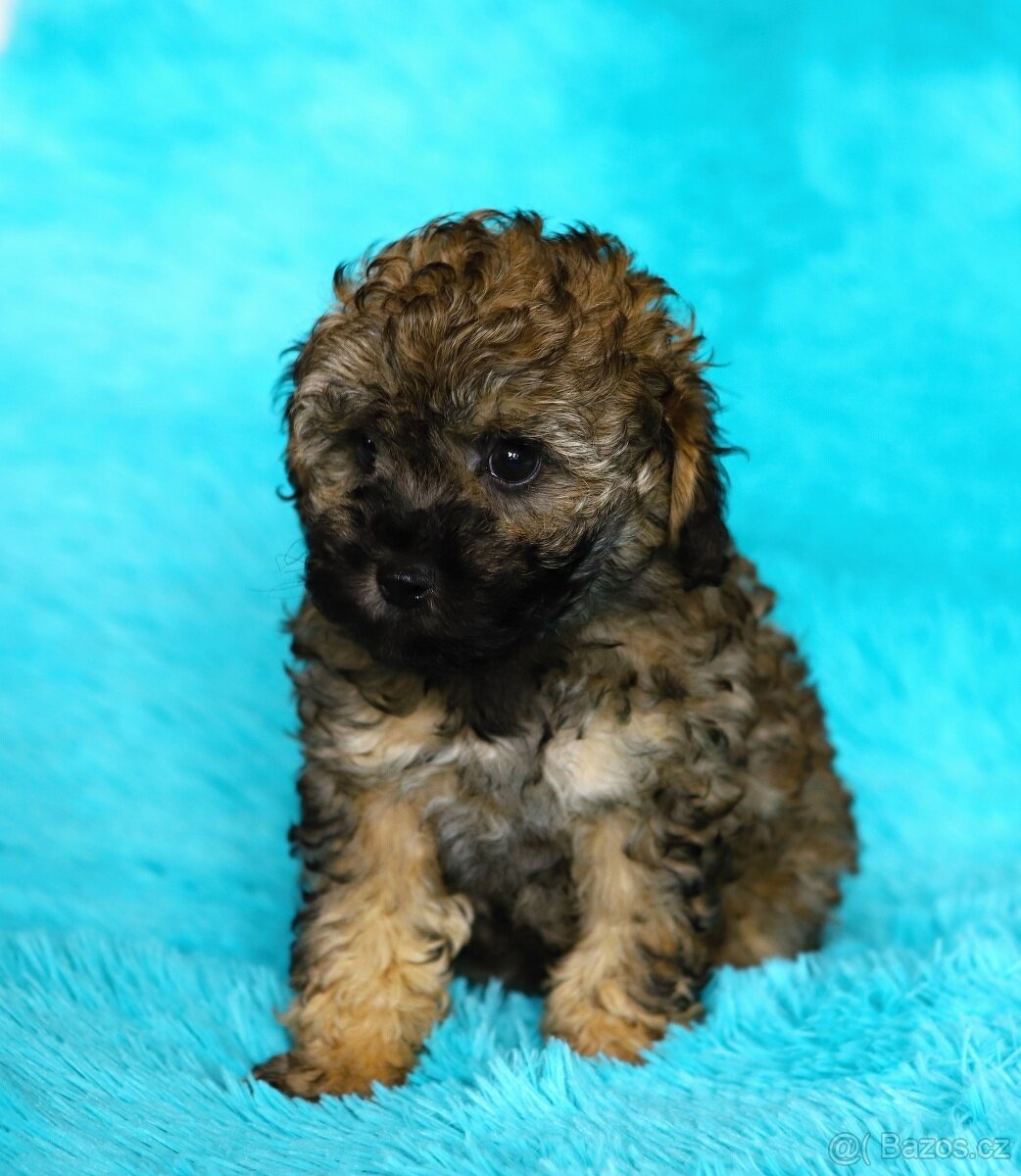 Pudl trpasličí - fenka - 3