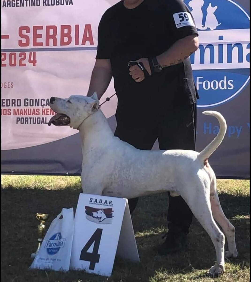 Argentínska doga s PP - 3