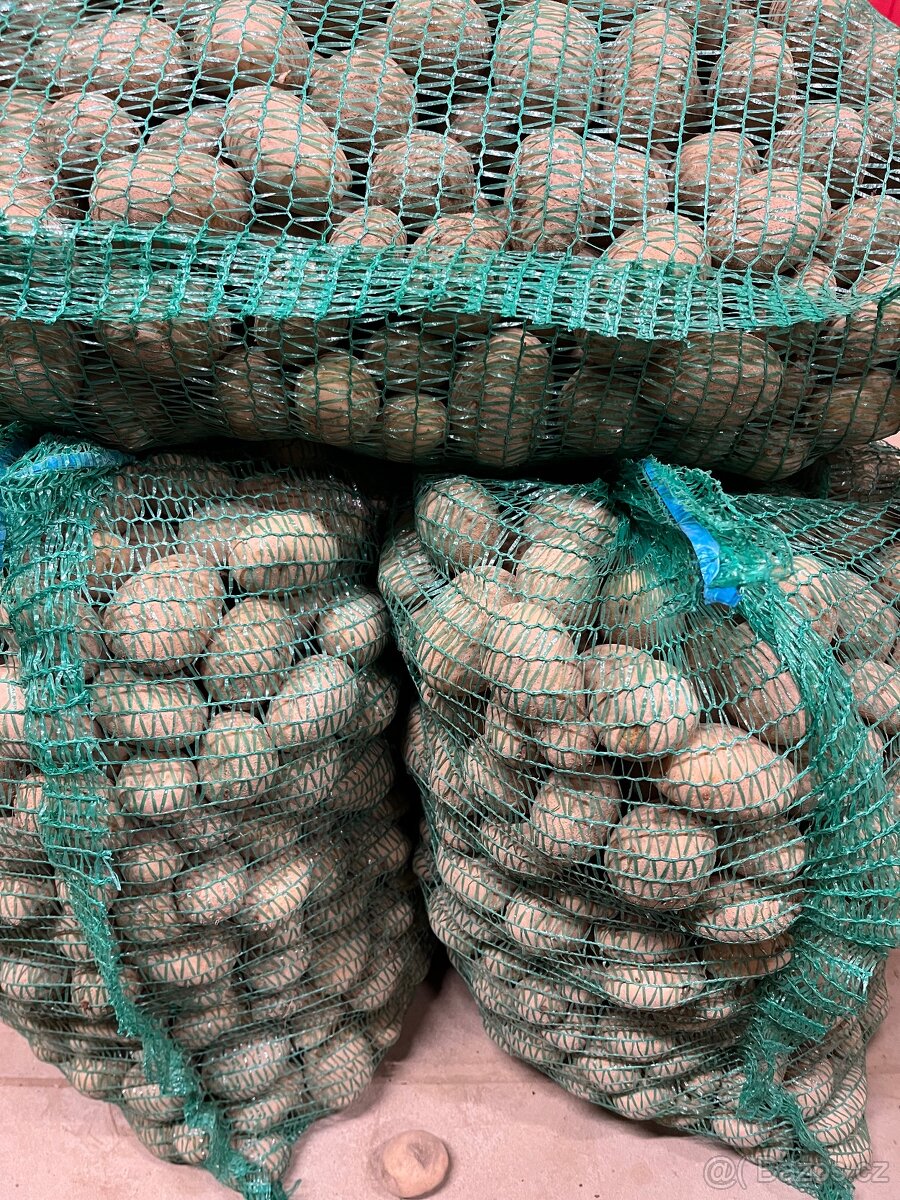 Prodám odpadové brambory - 3