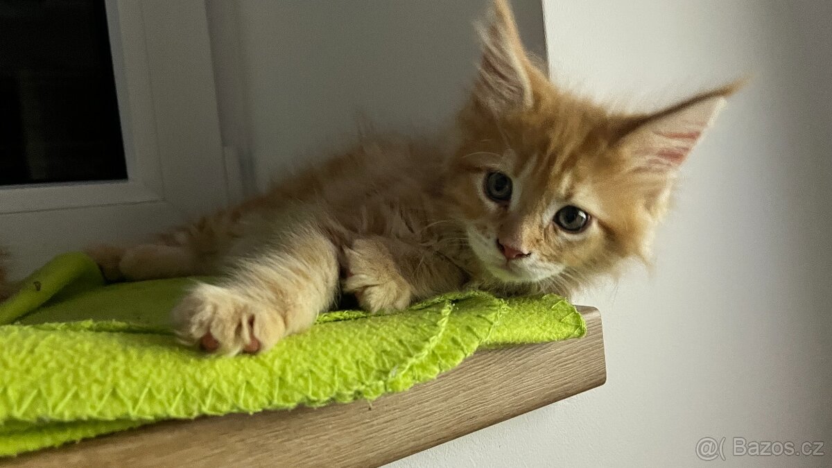 Mainská Mývalí - 3