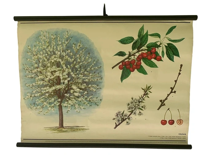 Staré závesné mapy (rolovacie), závesné obrazy (dopyt) - 3