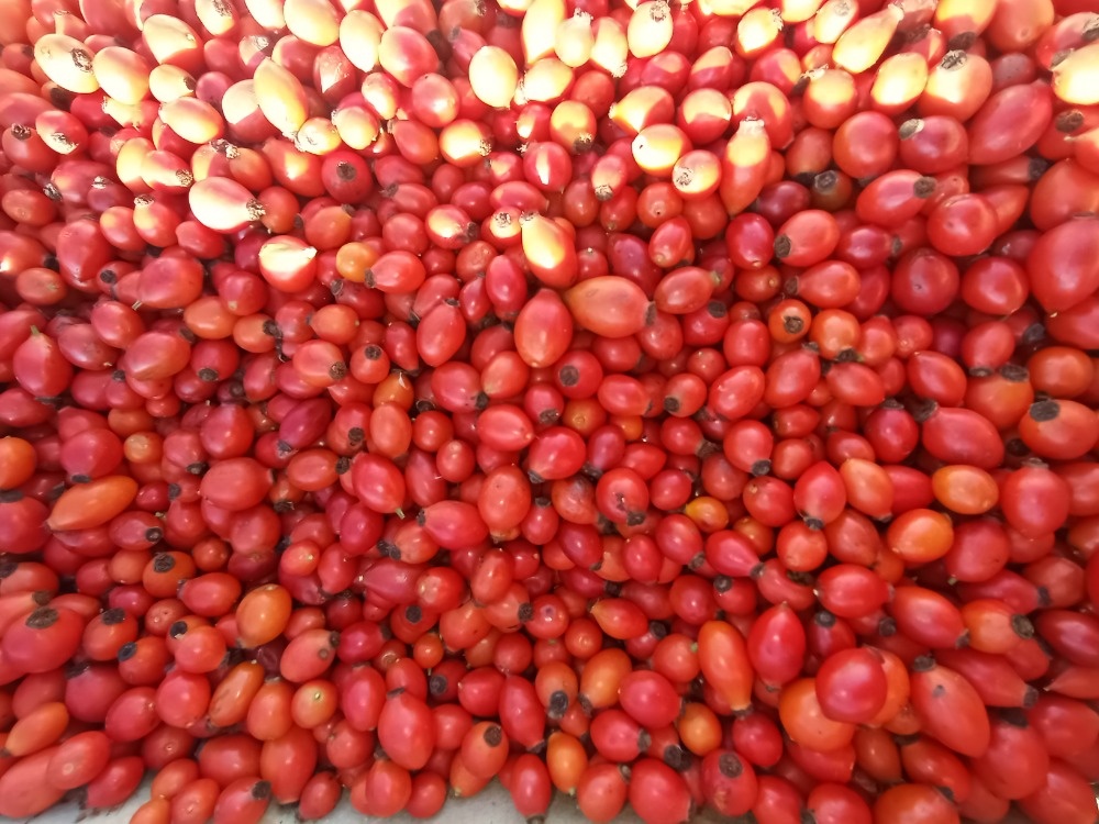 🌹 Sušené půlené šípky – domácí sběr, plné vitamínů - 3