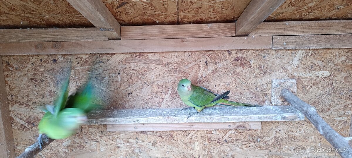 Papoušek Nádherný - 3