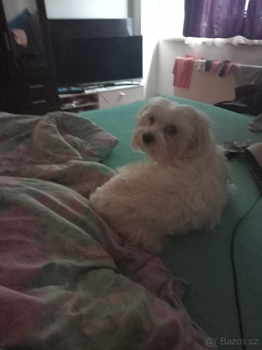 Maltézský psik - 3