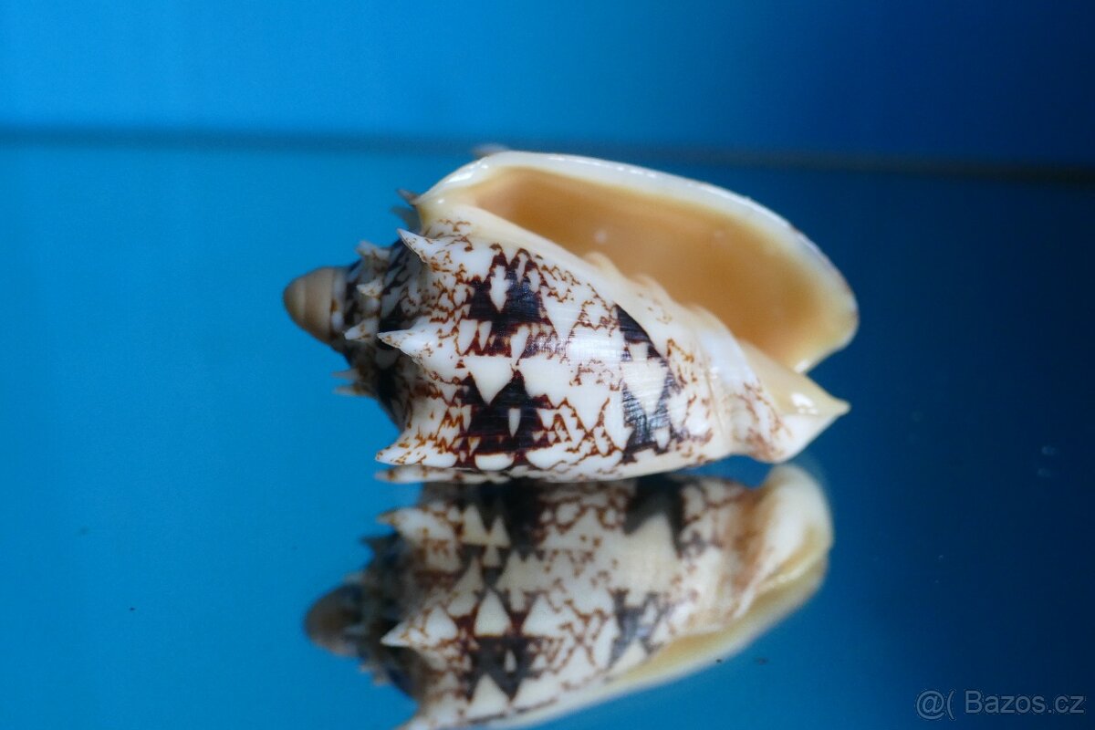 Cymbiola chrysostoma - 3