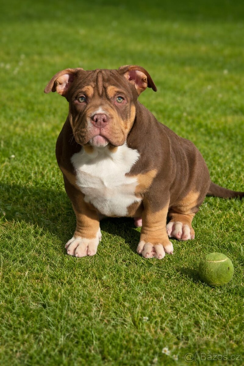 American Bully - 3