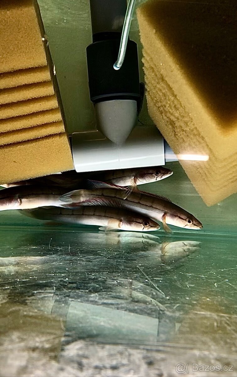 Hoplarchus psittacus,Dicrossus maculatus - 3