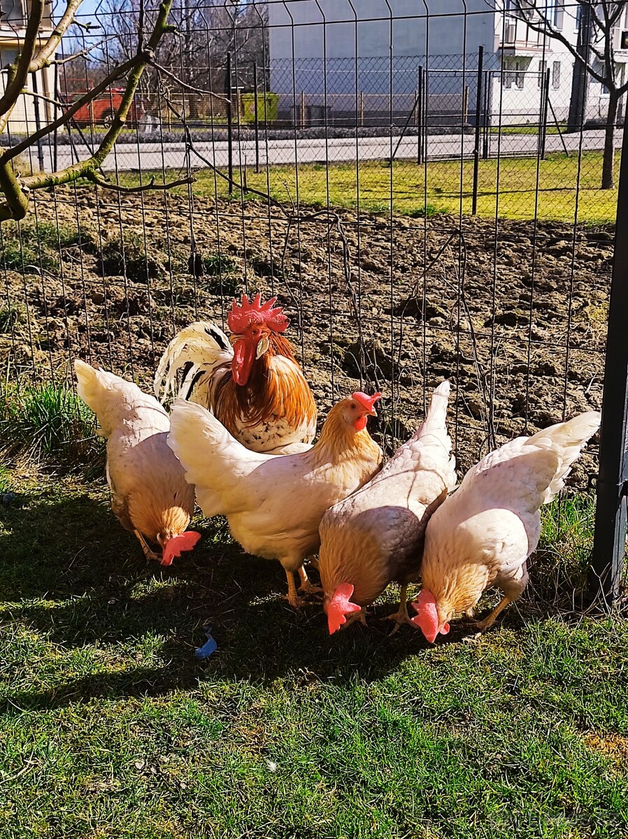 Vlaška červenosedlata NV - 3