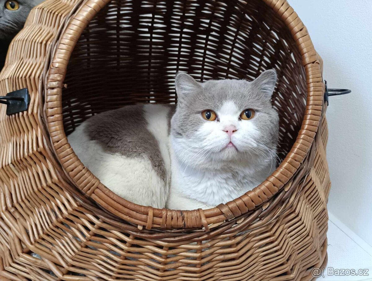 Krytí britsky kocour s PP - 3