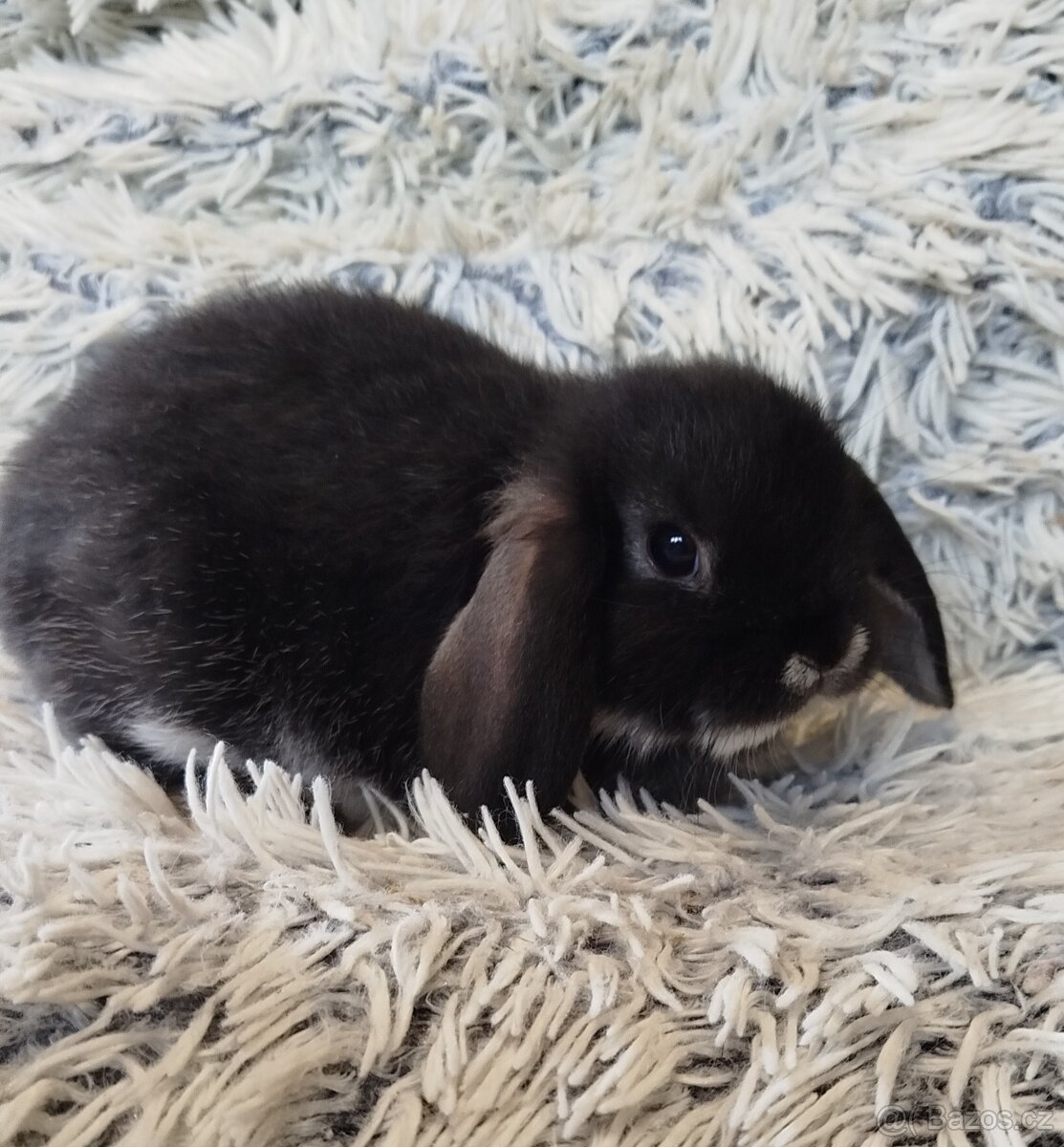 Minilop - anglický zakrslý beránek s VP - 3