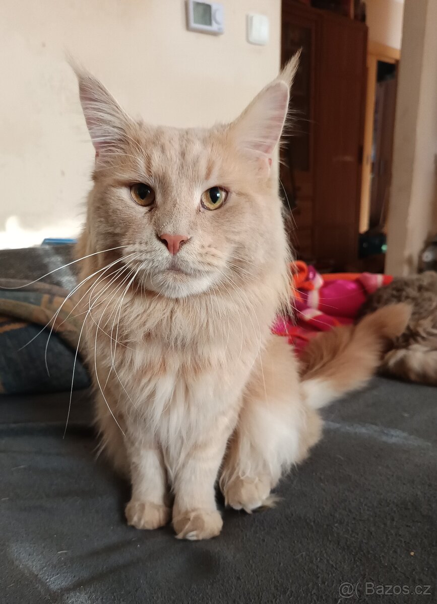 Mainský mývalí kocour ke krytí - 3