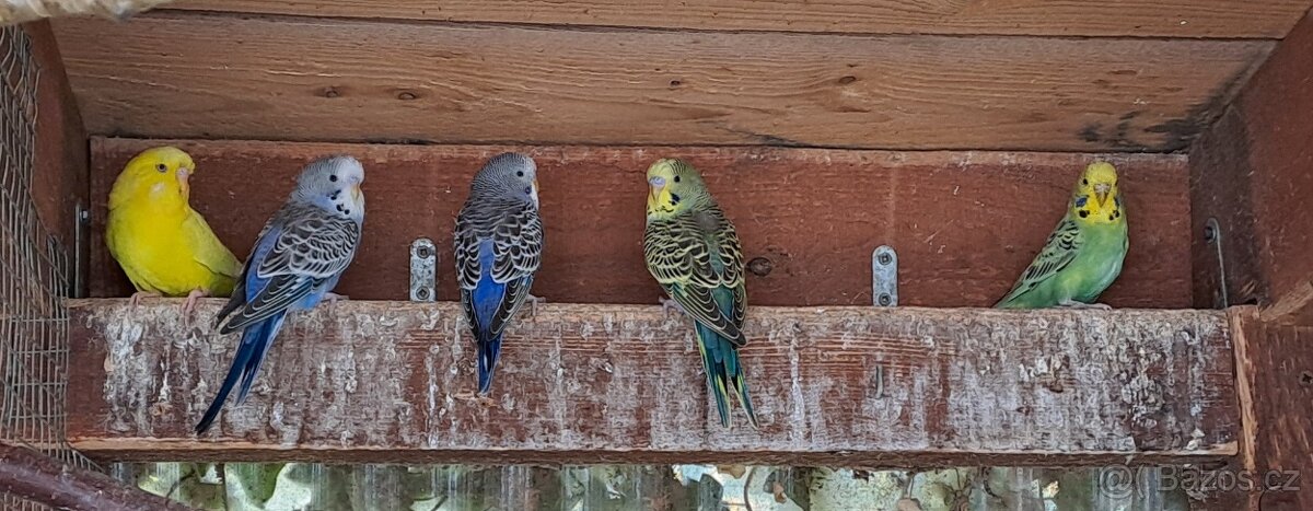 Andulka vlnkovana - 3