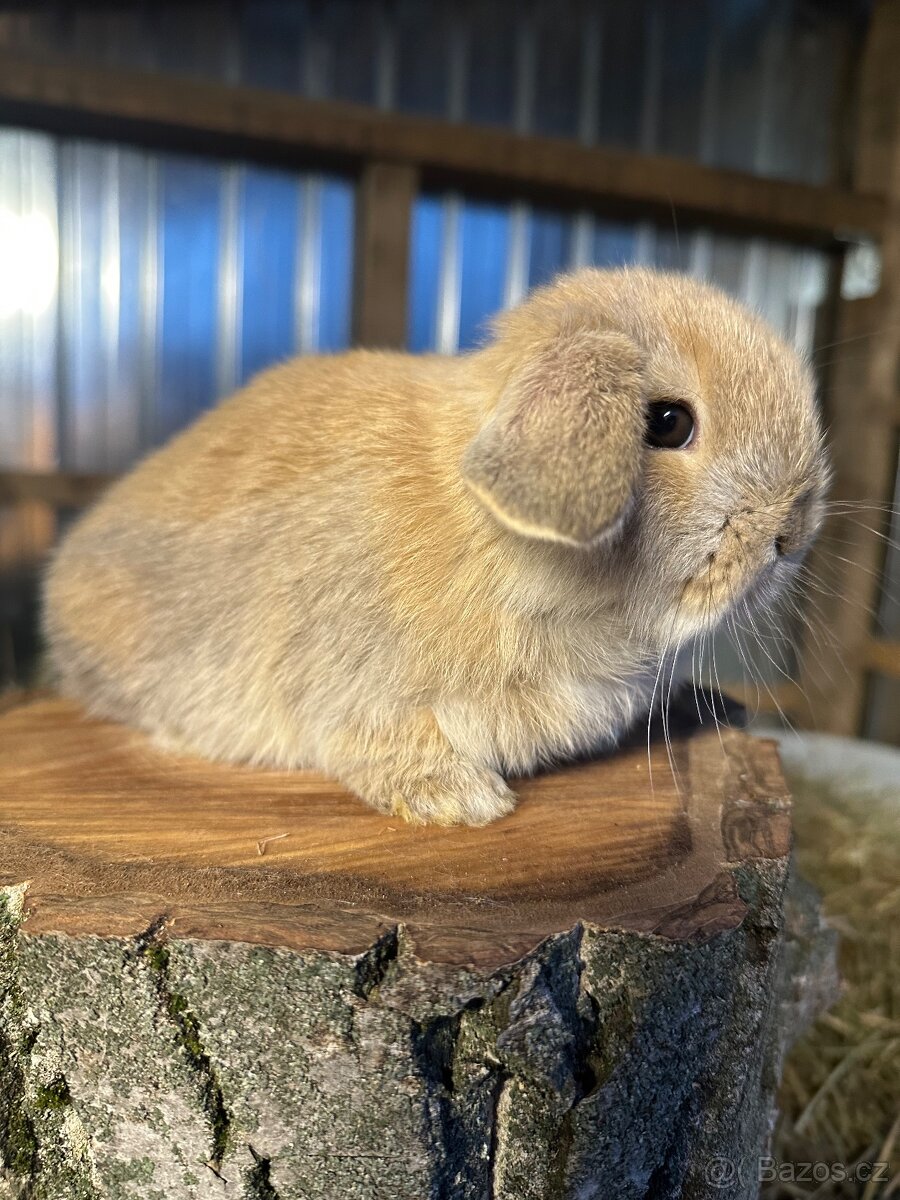 Minilop - zakrslý beránek - 3