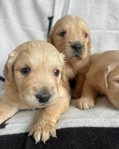 Zlatý retrívr štěňata bez PP - 3