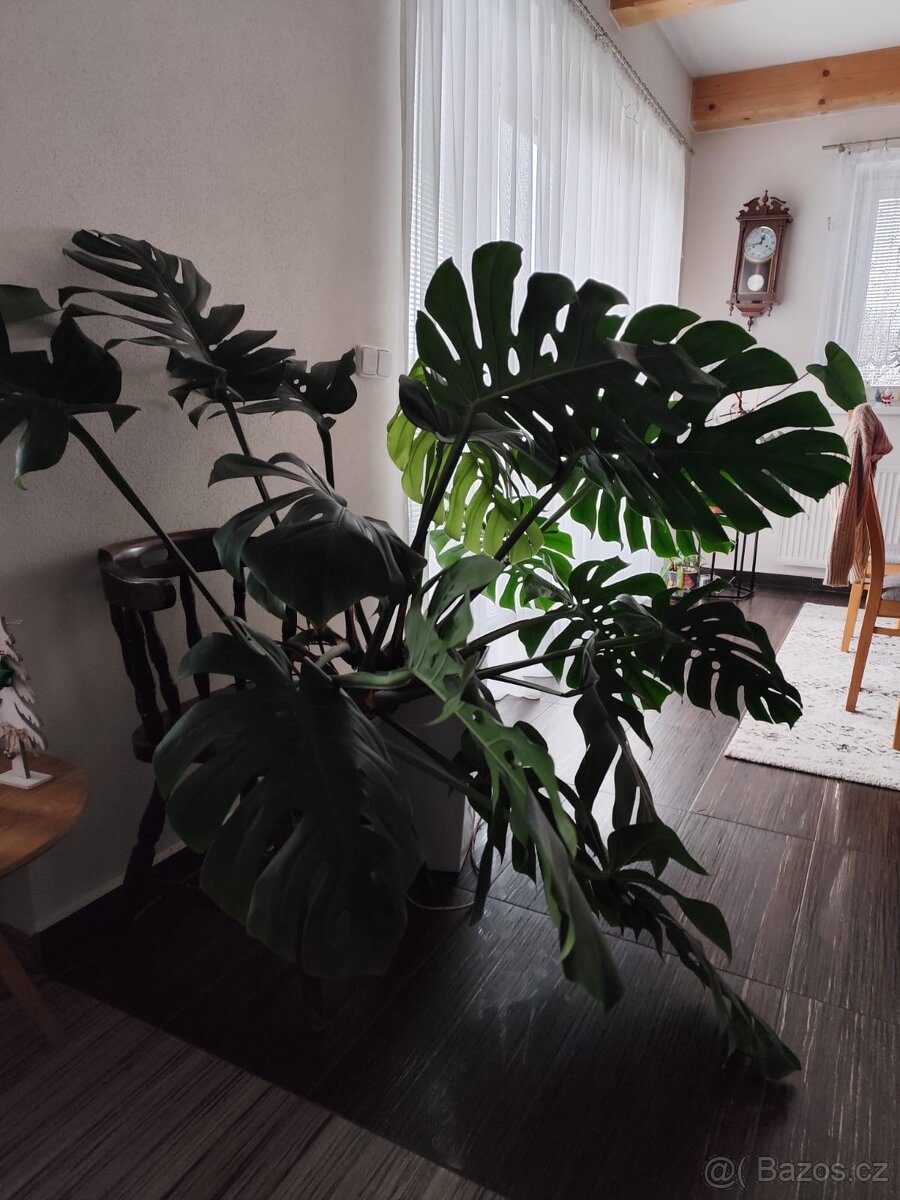 Monstera - 3