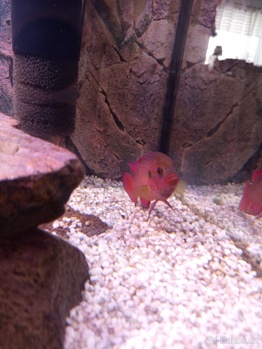 Tlamovec perlovka rudá - 3