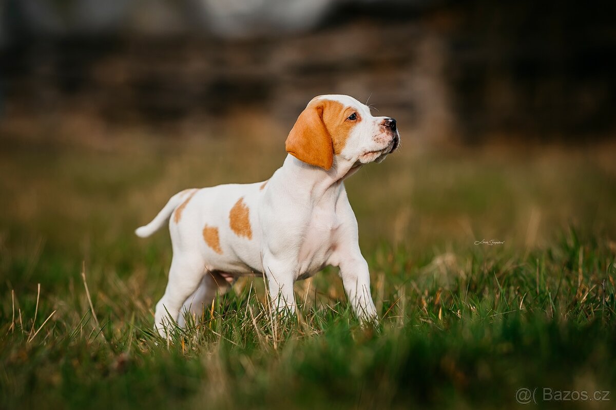 Arlo Bigladybugs - anglický pointer s PP - 3