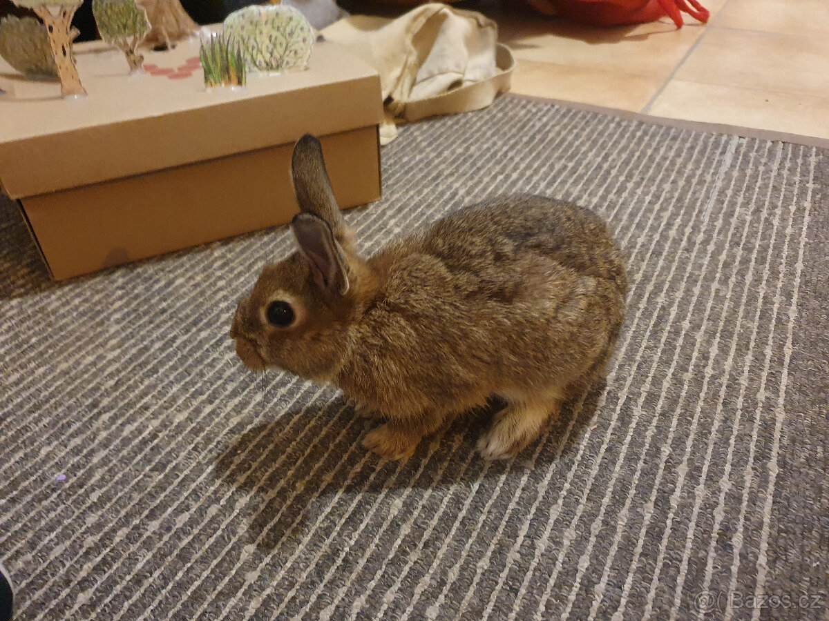 Zakrslí králíci - 3