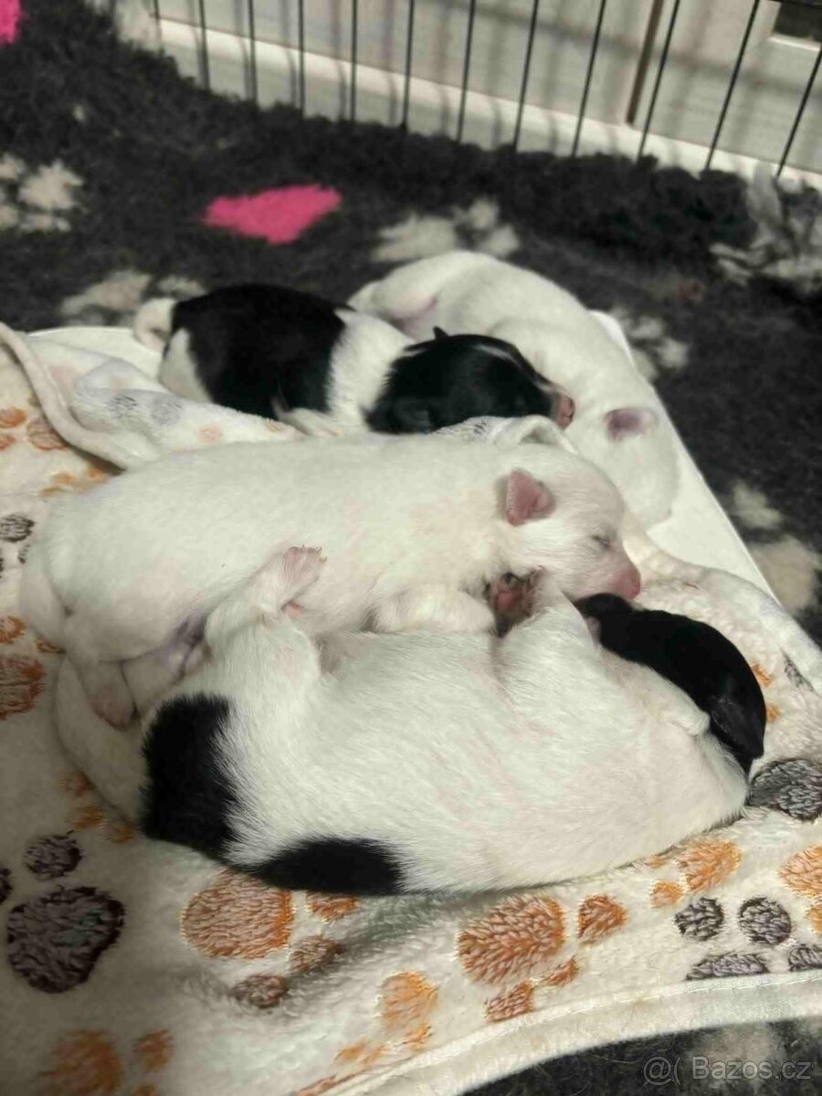 Německý špic střední s PP - 3