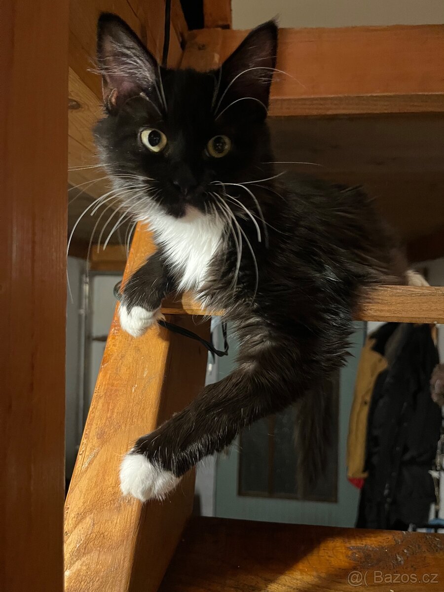 Mainská mývalí s kočkou domácí - 3