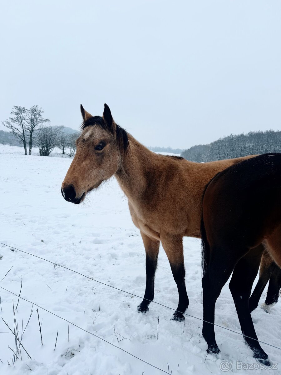 Tříletá reining klisna American Quarter Horse, Euro Futurity - 3