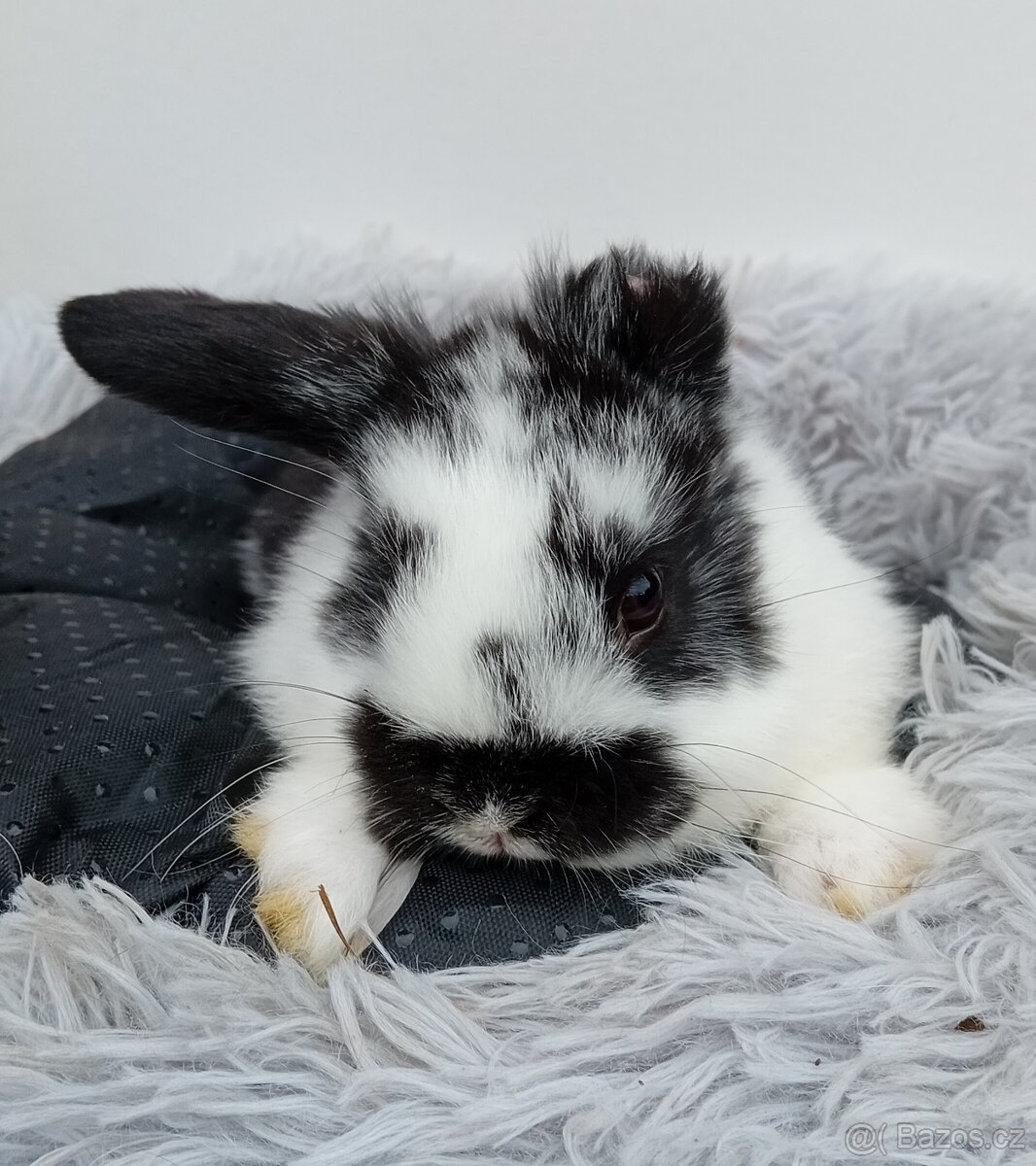 Zakrslý králíček H2 - 3