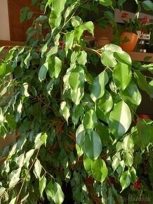 vzrostlý fikus - výška cca 2,5 m - 3