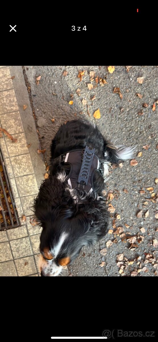 Kšíry pro psa - 3