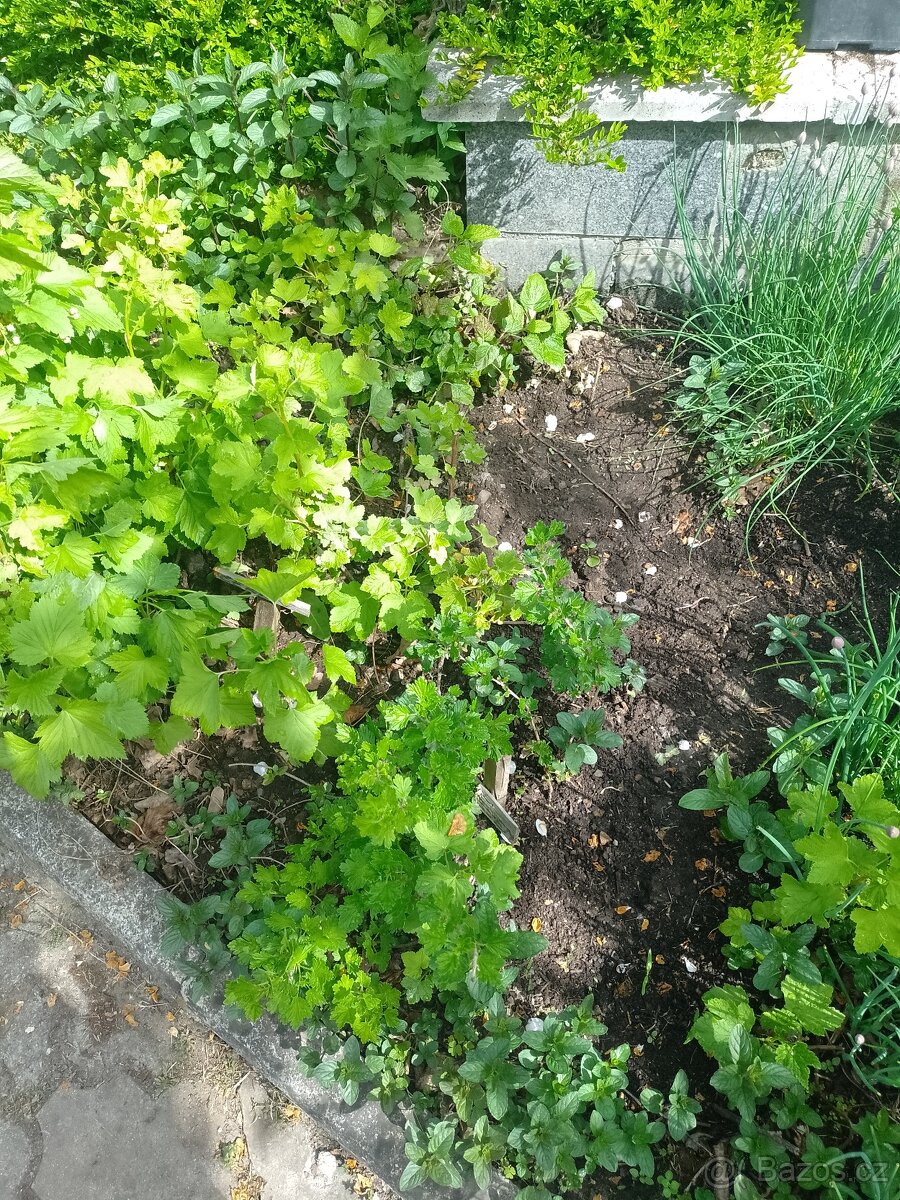 Nabízíme sazenice rostlin. - 3