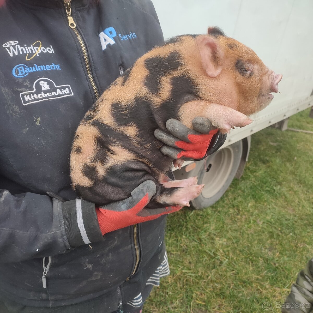 Kune kune selátko - 3