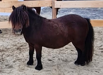 Minishetty kobylka - 3