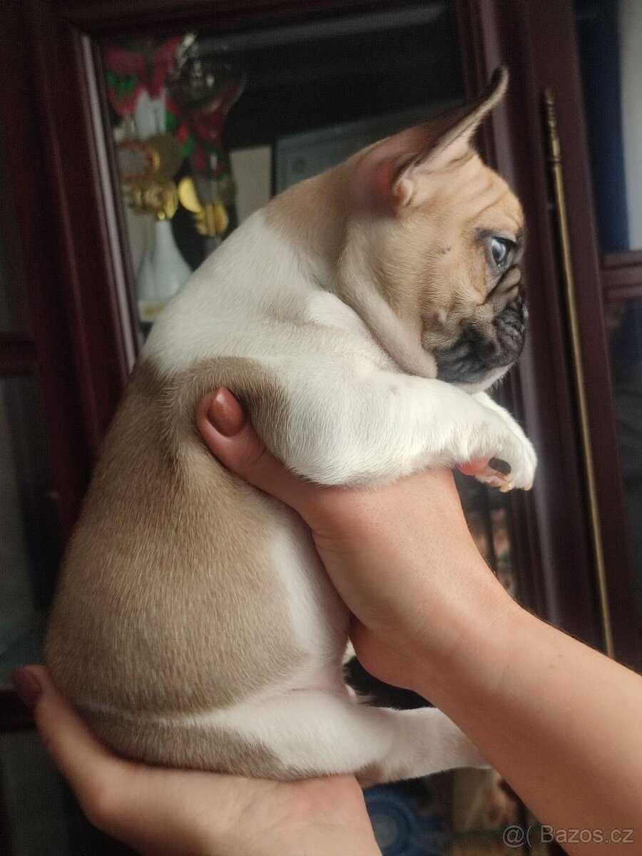 Francouzský buldoček s PP FCI - 3